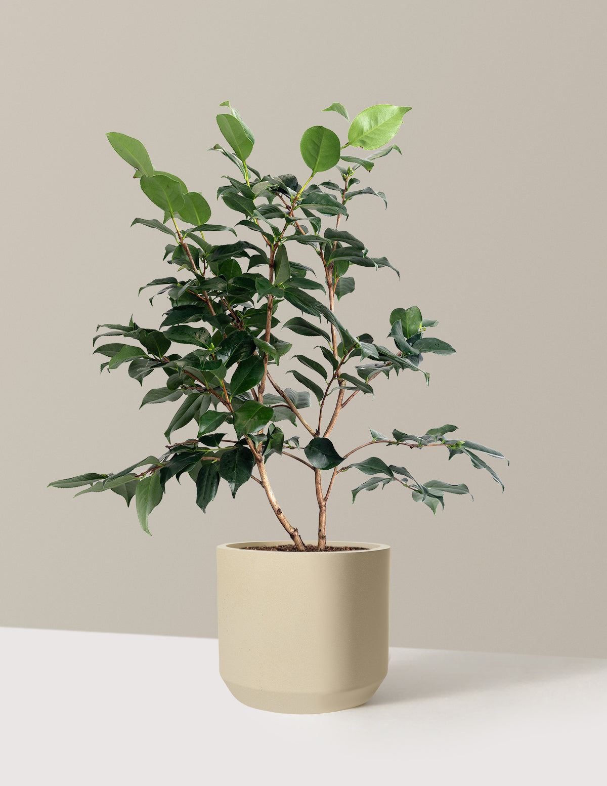 R.L. Wheeler Camellia