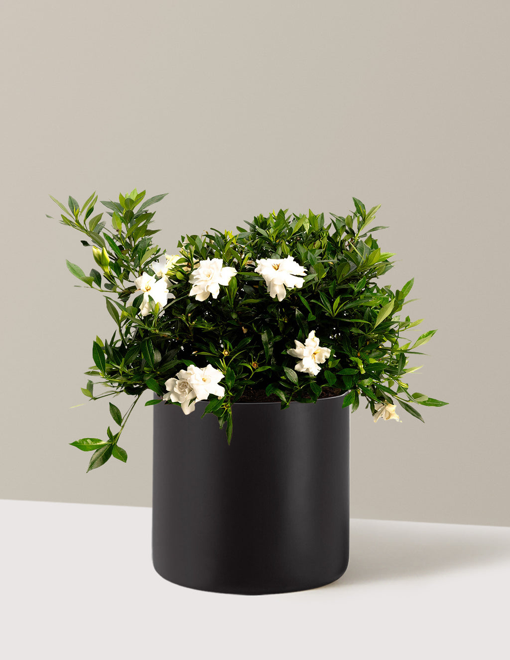 bundle | 3 Gallon | Agnes | Black