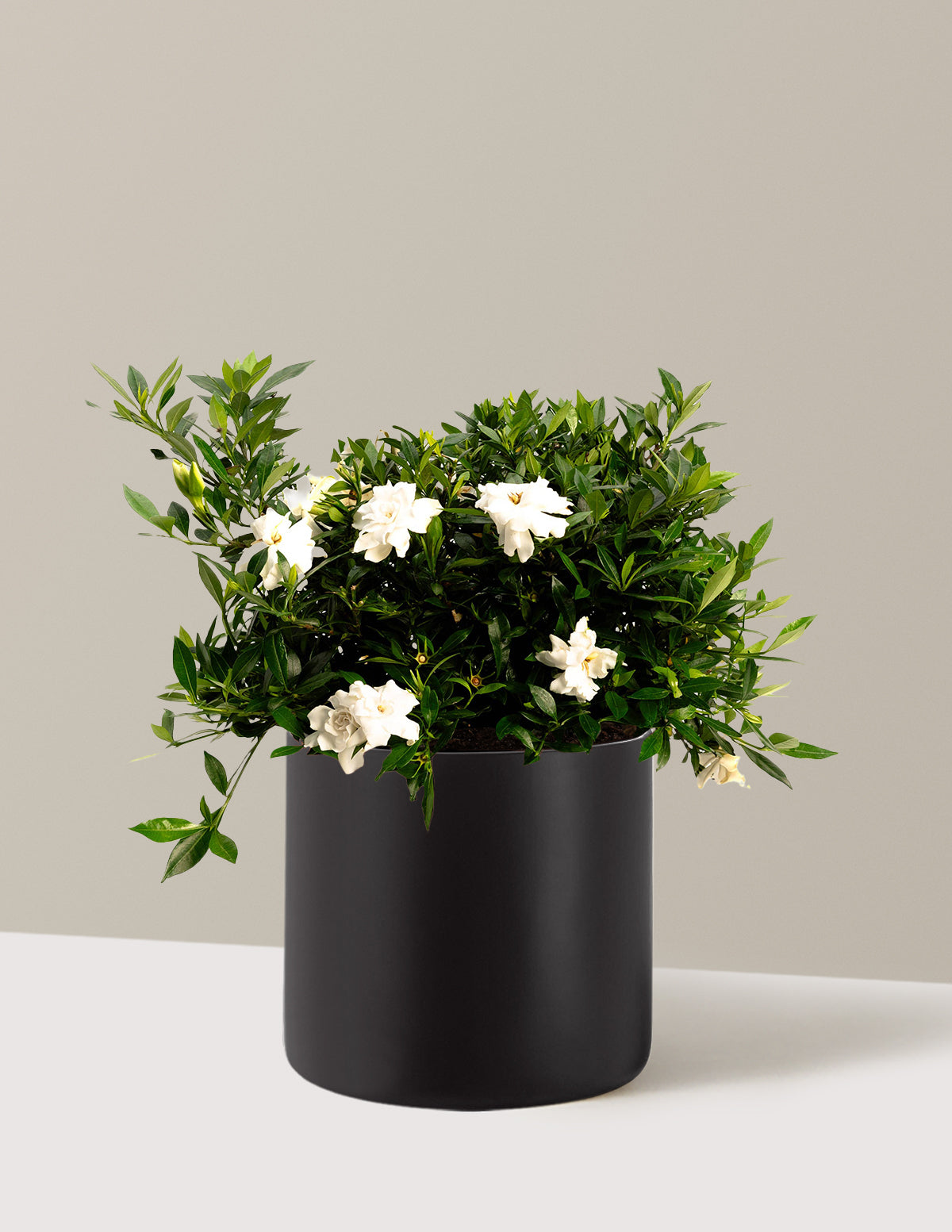 bundle | 3 Gallon | Agnes | Black