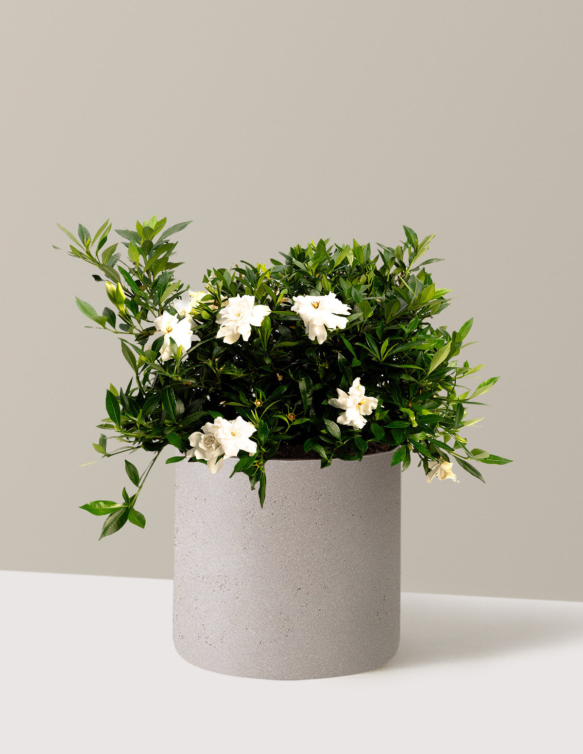 bundle | 3 Gallon | Agnes | Cement Grey