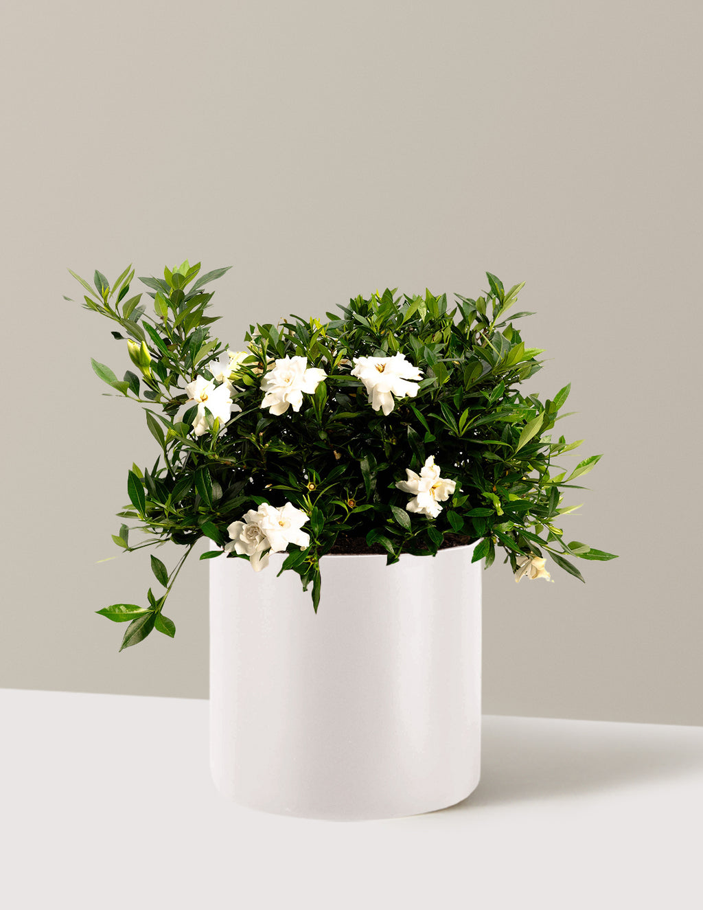 bundle | 3 Gallon | Agnes | Cream