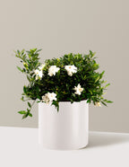 bundle | 3 Gallon | Agnes | Cream