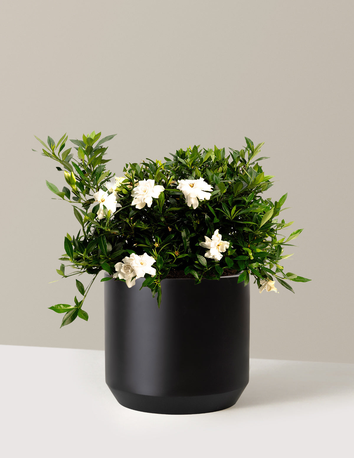 bundle | 3 Gallon | Mexia | Black