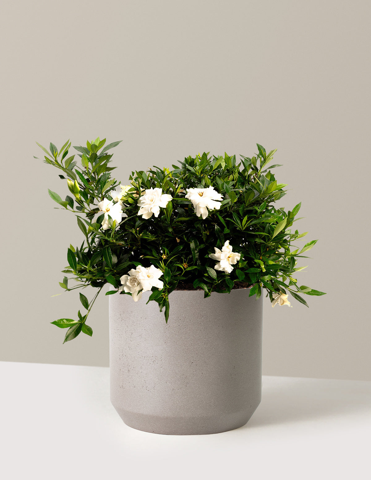 gardenia potting mix Radicans Gardenia