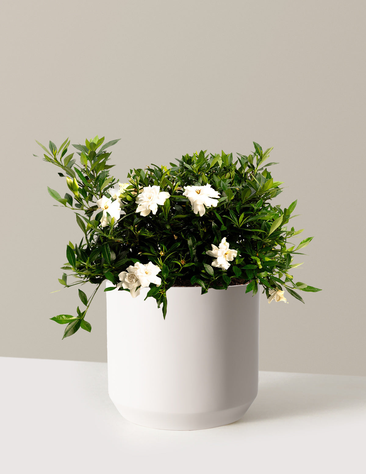 bundle | 3 Gallon | Mexia | Cream