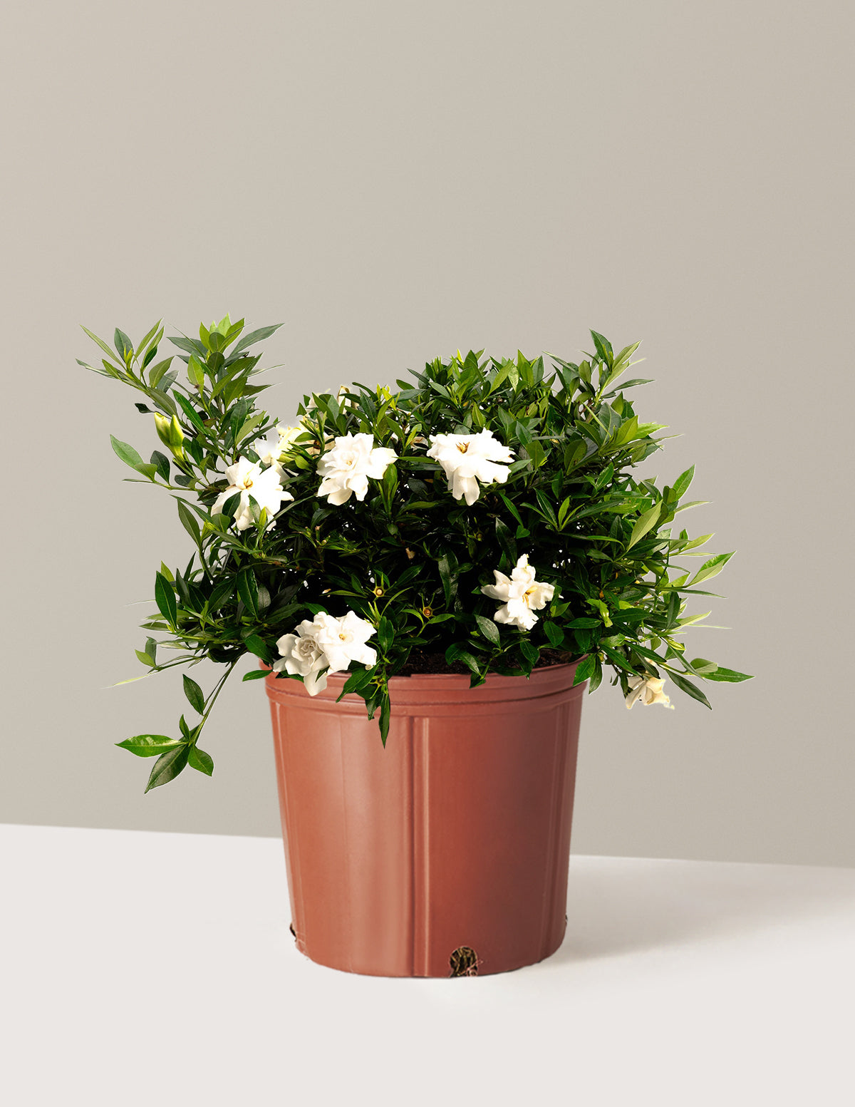 Radicans Gardenia