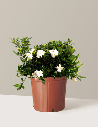 Radicans Gardenia