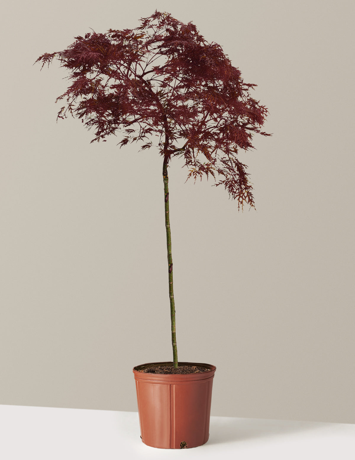 Red Dragon Japanese Maple Tree