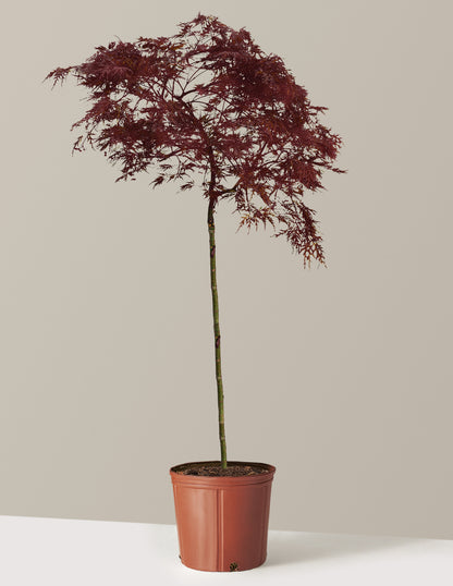 Red Dragon Japanese Maple Tree