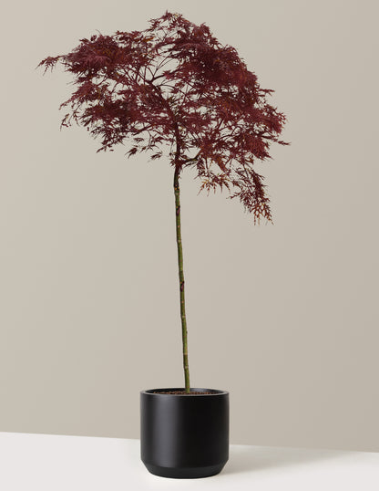 Red Dragon Japanese Maple Tree