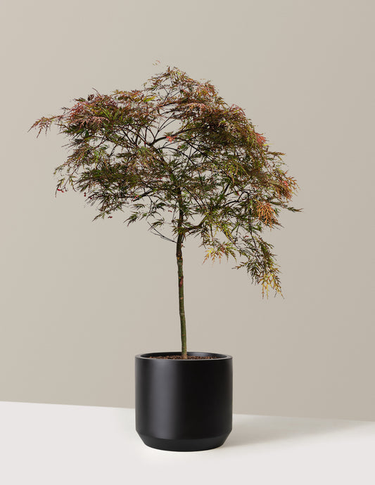Red Dragon Japanese Maple Tree