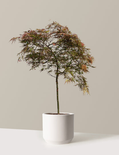 Red Dragon Japanese Maple Tree