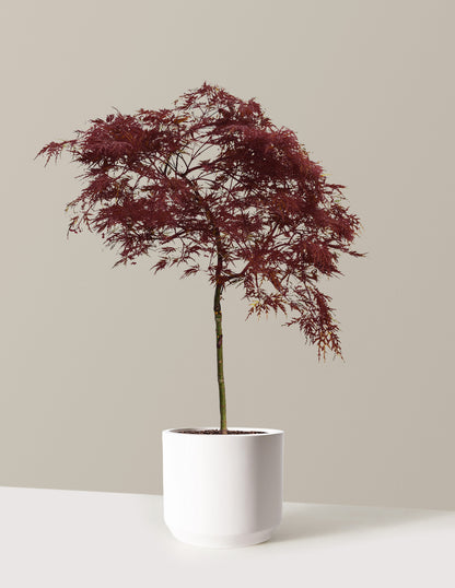 Red Dragon Japanese Maple Tree