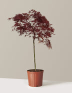 Red Dragon Japanese Maple Tree