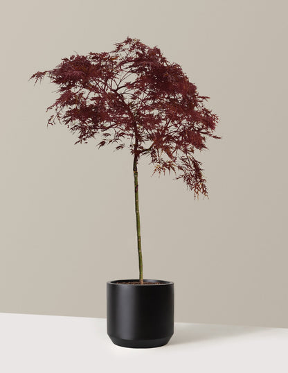 Red Dragon Japanese Maple Tree