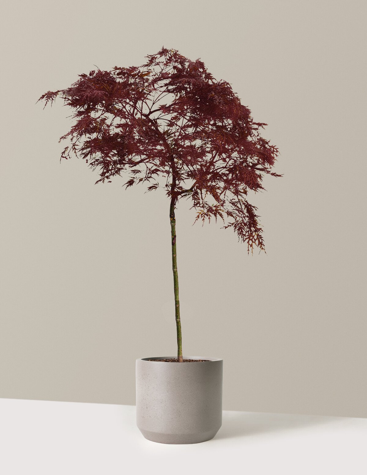 Red Dragon Japanese Maple Tree