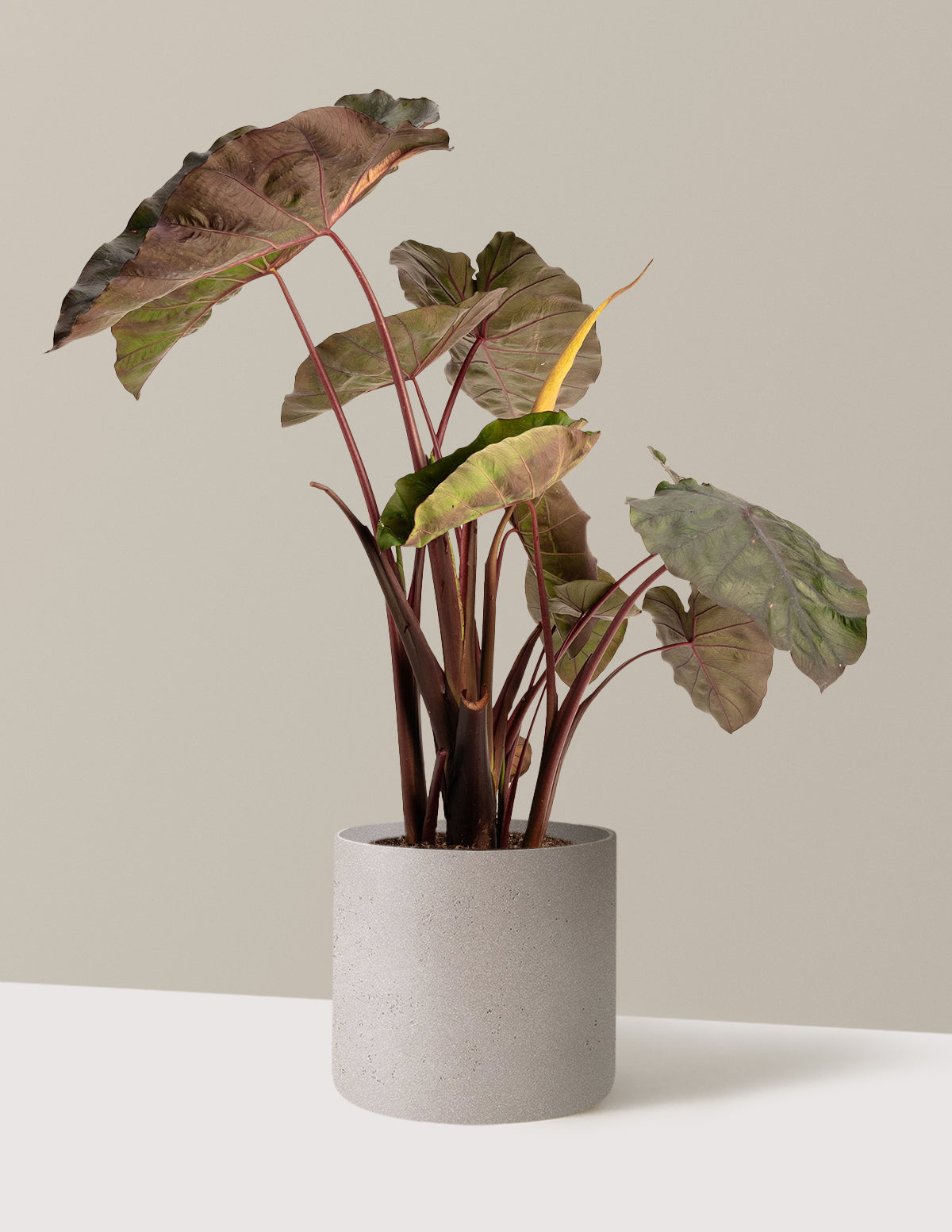 bundle | 2 Gallon | Agnes | Cement Grey