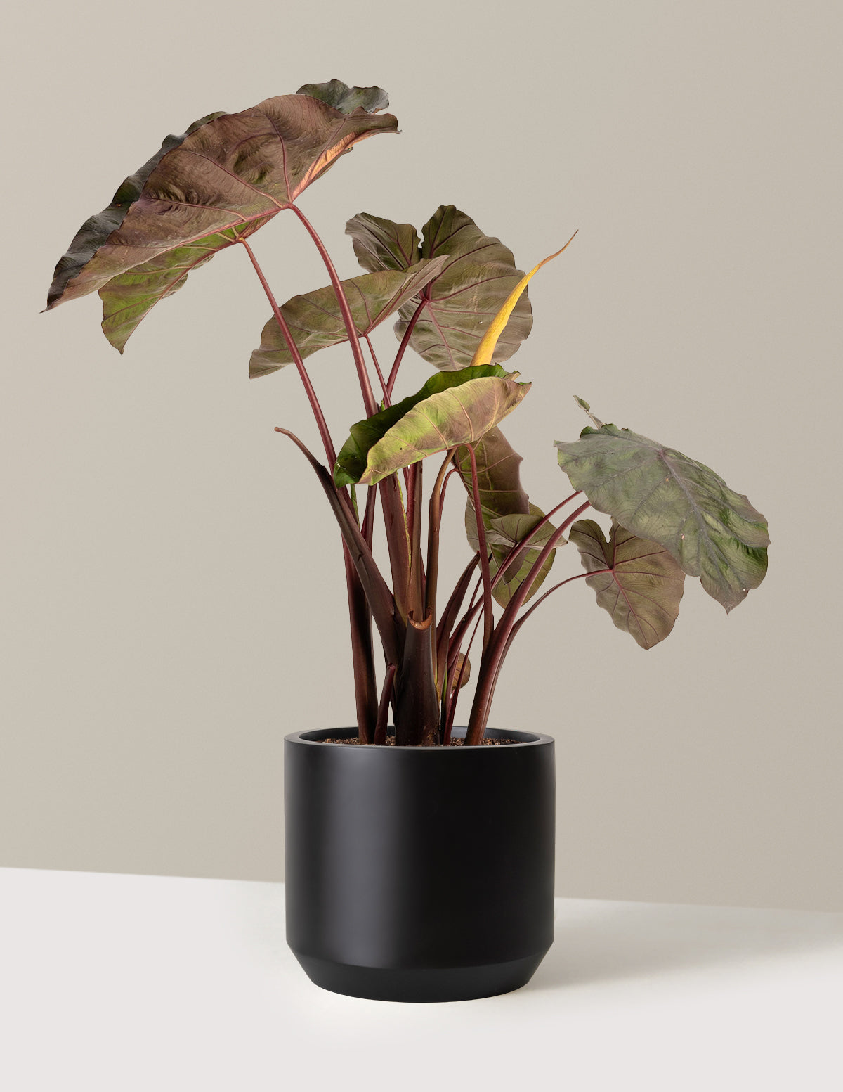 bundle | 2 Gallon | Mexia | Black