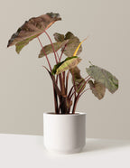 bundle | 2 Gallon | Mexia | Cream