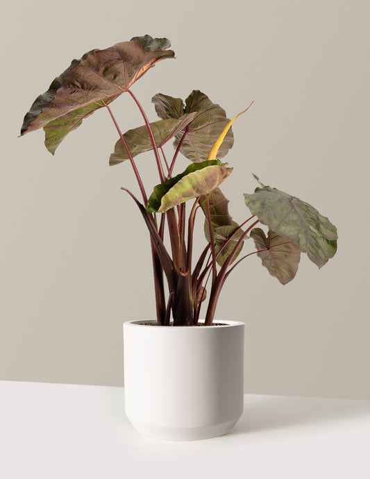 Redemption™ Colocasia