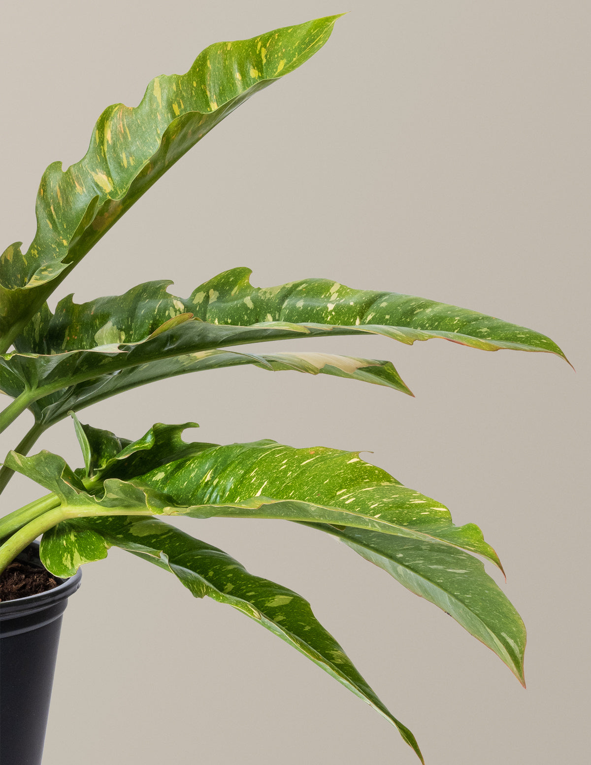 ring of fire variegated philodendron Philodendron Ring of Fire Houseplant with Planter - Small (7" to 12" tall) White Planter