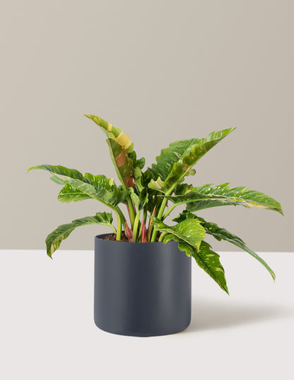 Philodendron Ring of Fire