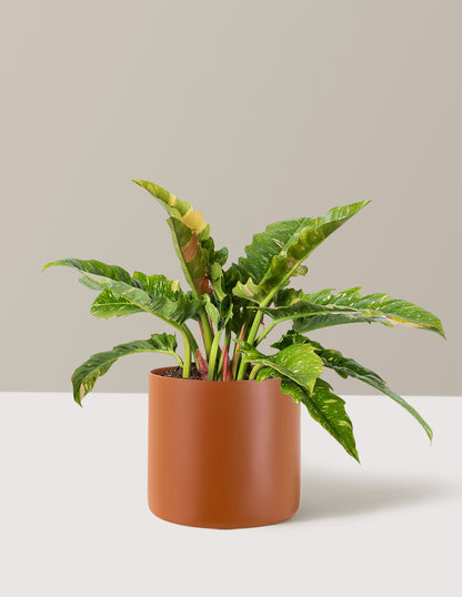 Philodendron Ring of Fire