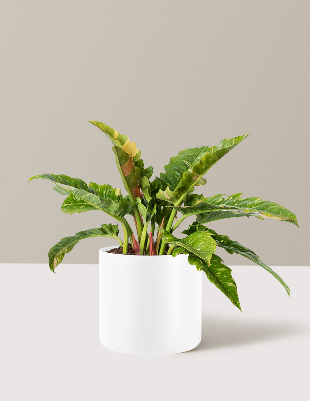 Philodendron Ring of Fire