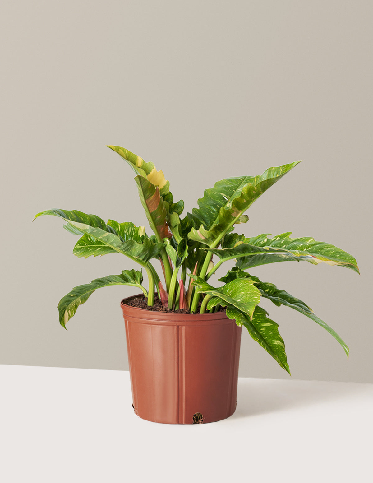 Philodendron Ring of Fire