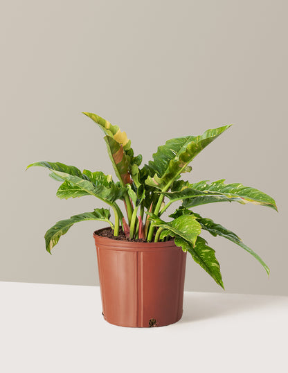 Philodendron Ring of Fire