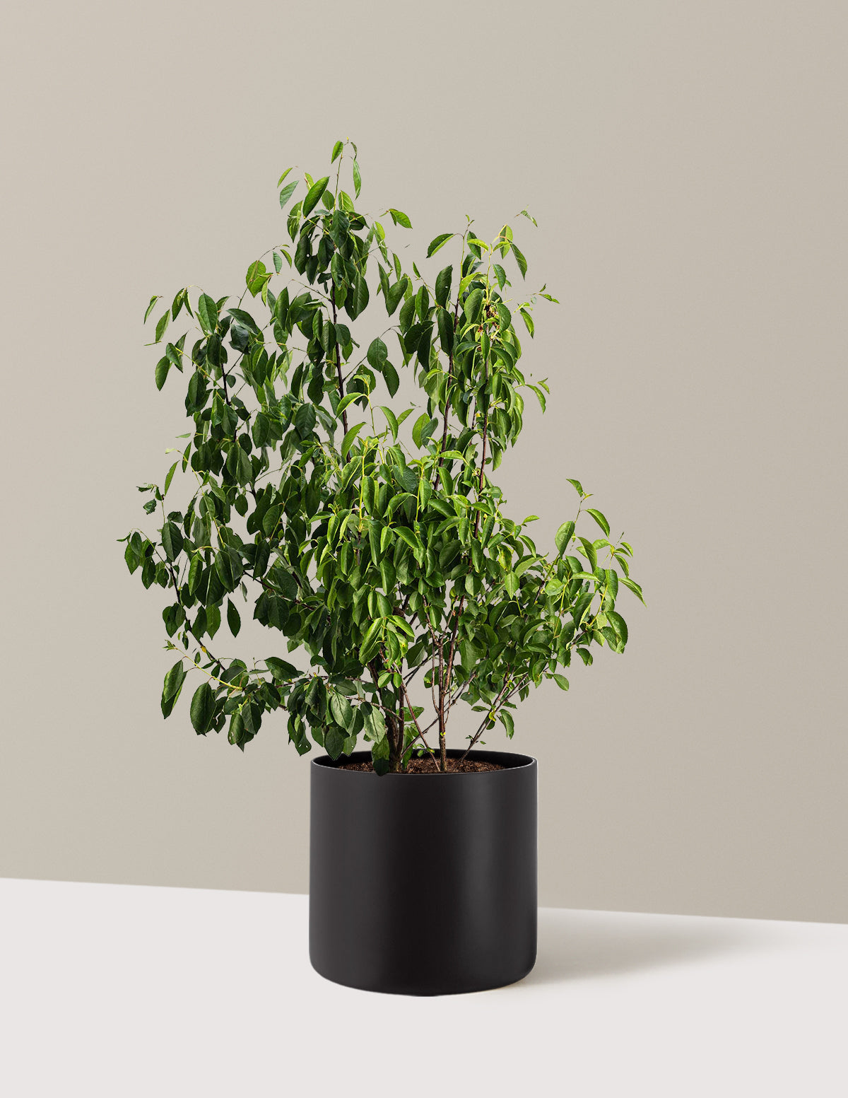 bundle | 3 Gallon | Agnes | Black