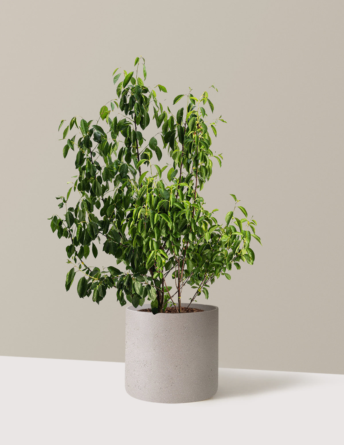 bundle | 3 Gallon | Agnes | Cement Grey