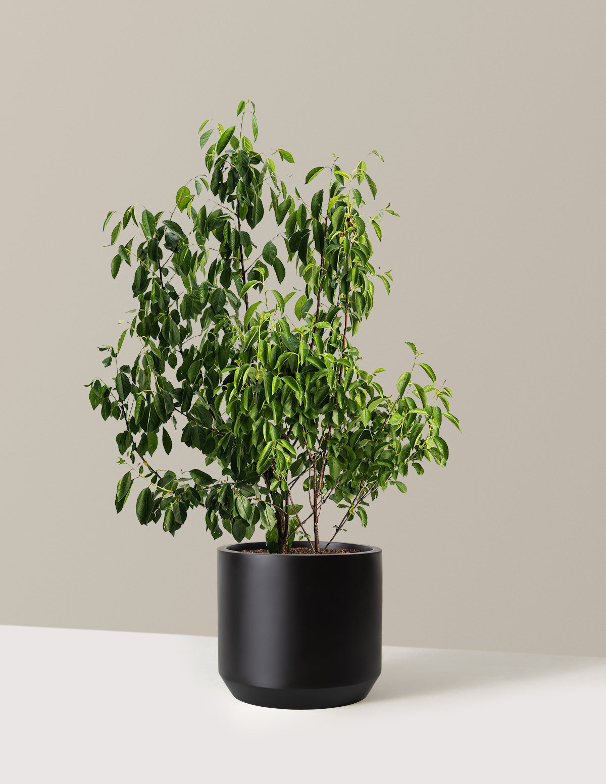 bundle | 3 Gallon | Mexia | Black