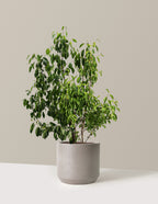 bundle | 3 Gallon | Mexia | Cement Grey