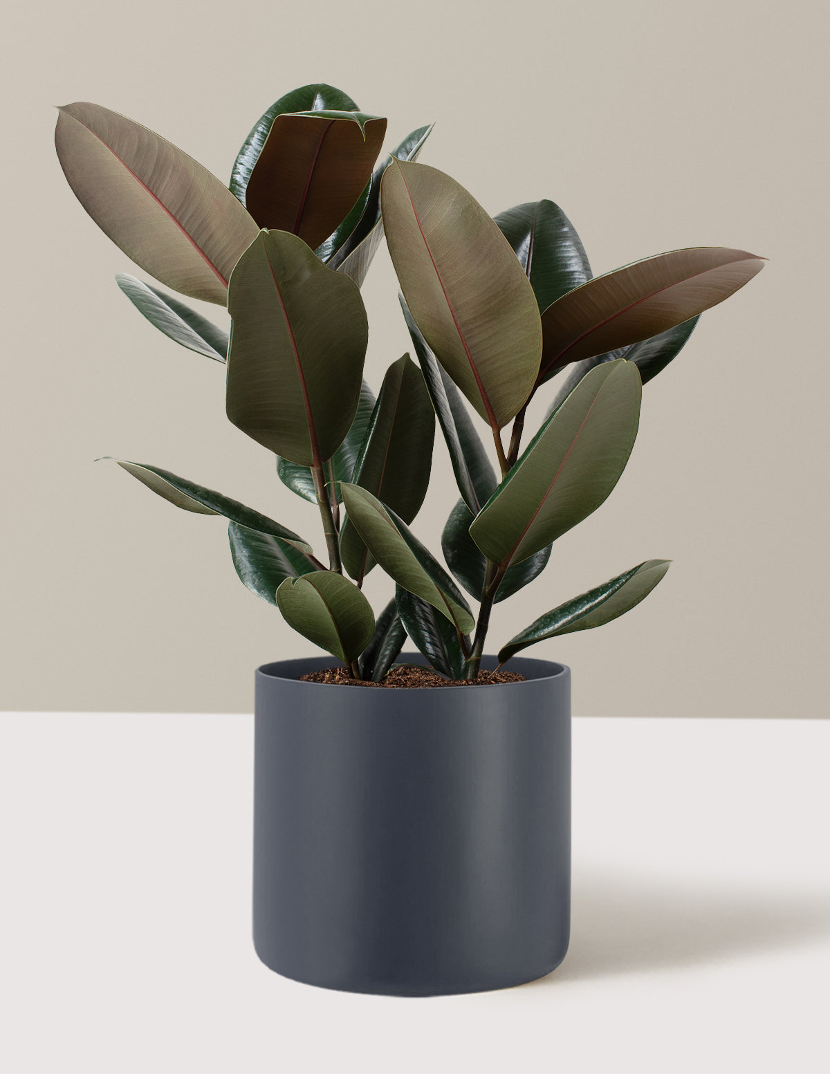 Large Rubber Tree | Indoor Plants and Houseplants for Delivery