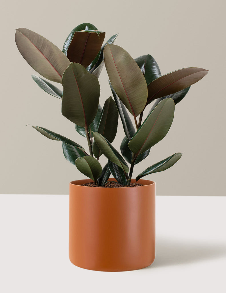 How To Care for a Rubber Tree | The Sill