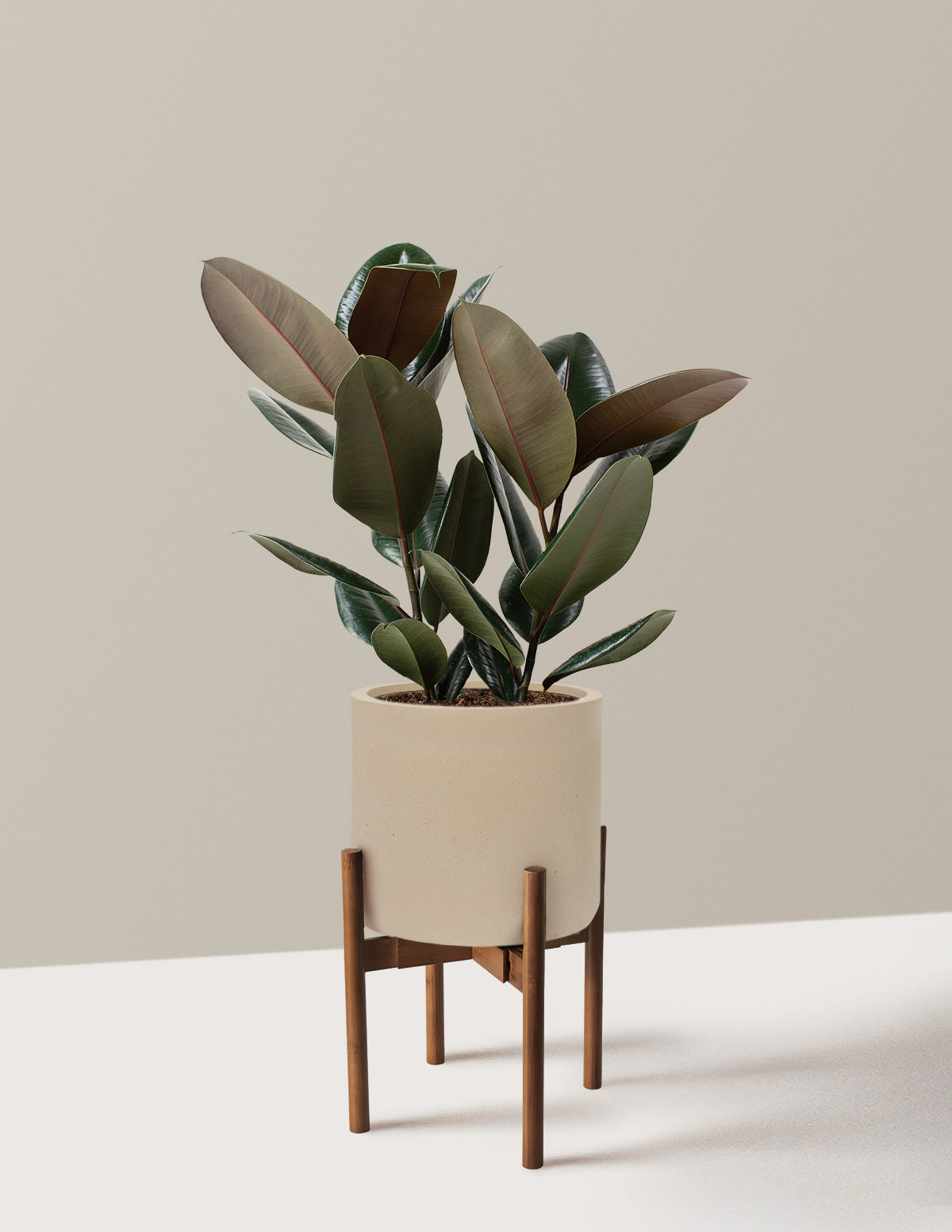 Ficus Burgundy Rubber Plant