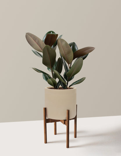 Ficus Burgundy Rubber Plant