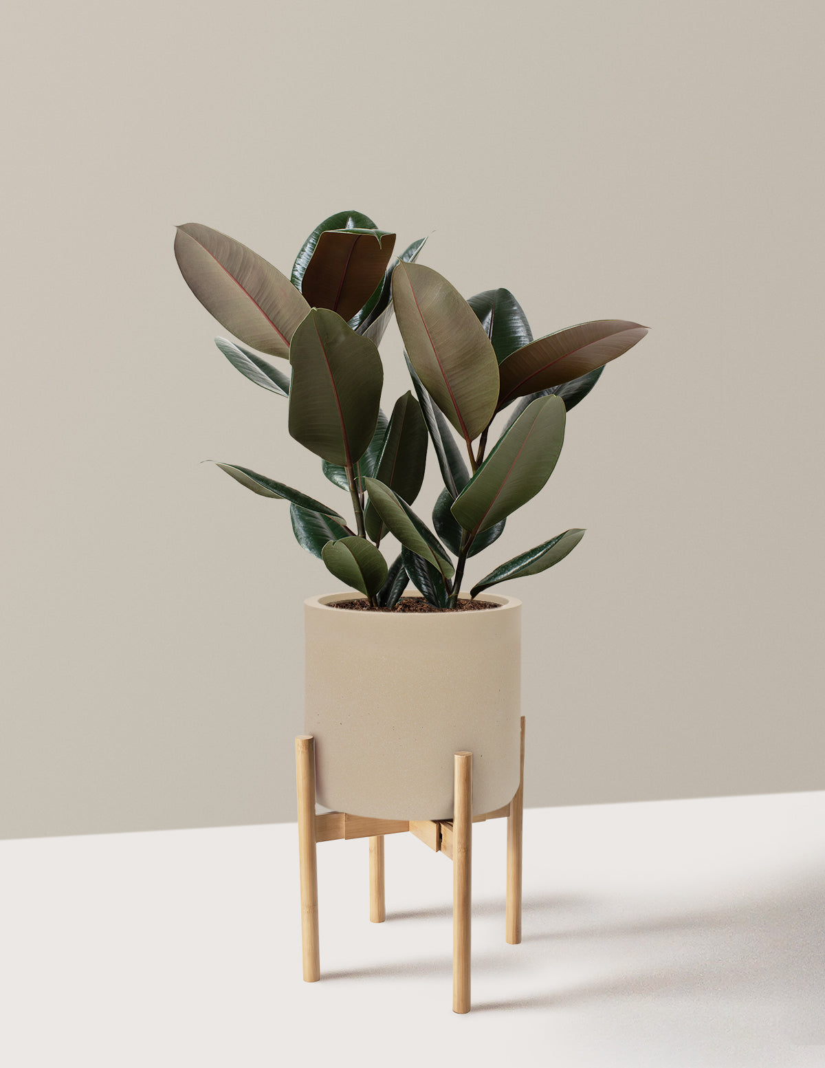 Ficus Burgundy Rubber Plant