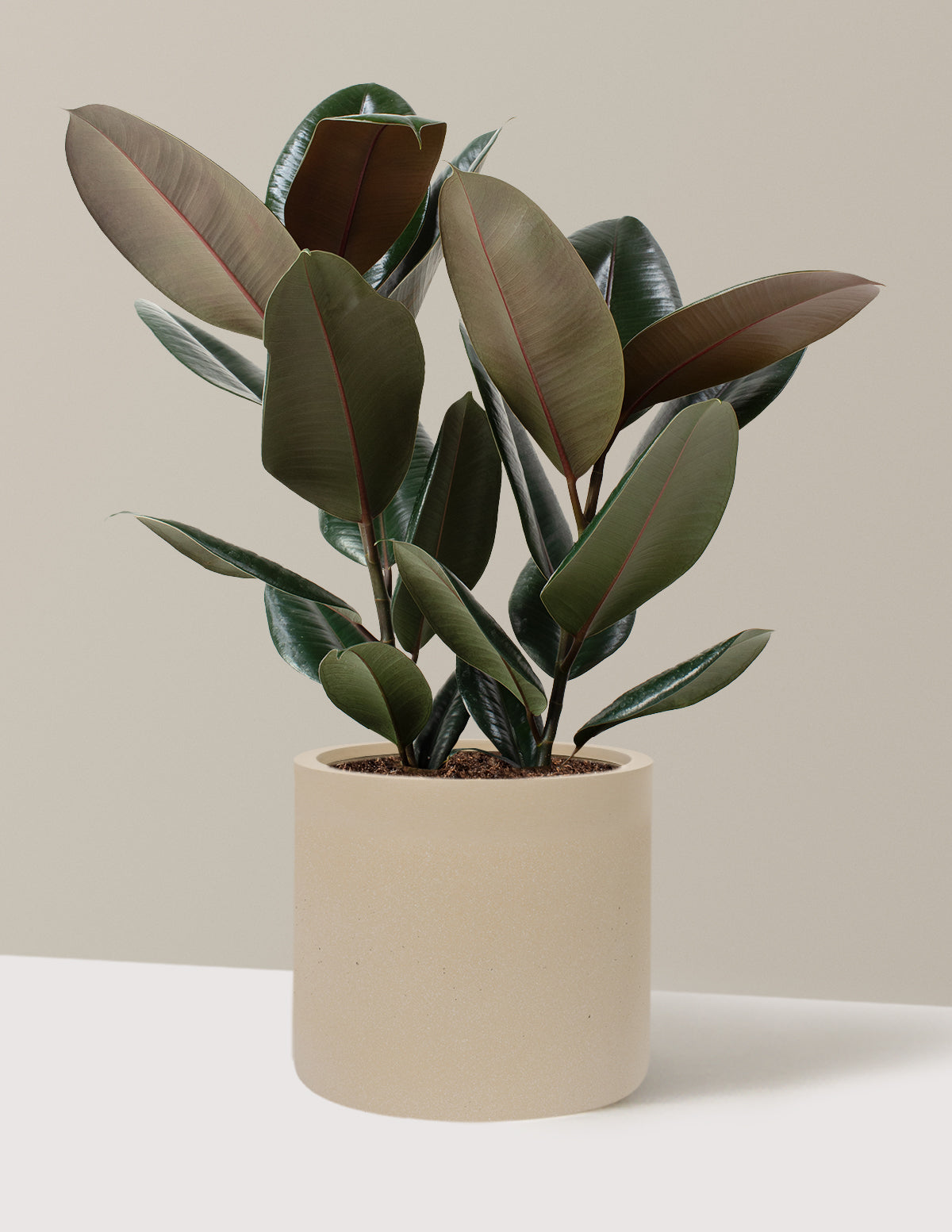 Ficus Burgundy Rubber Plant