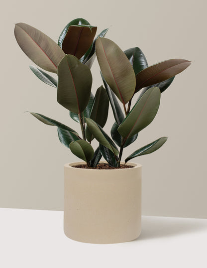 Ficus Burgundy Rubber Plant
