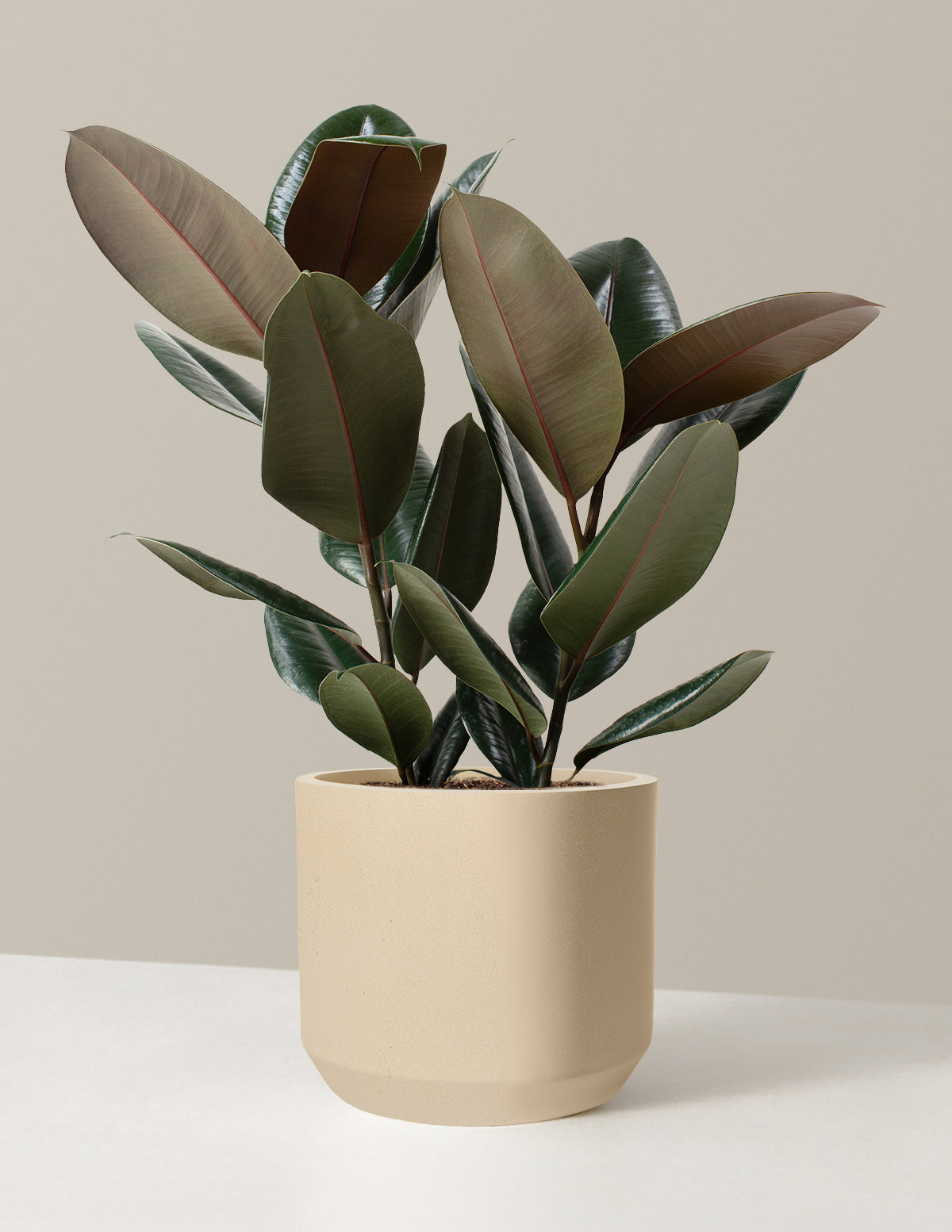 Ficus Burgundy Rubber Plant