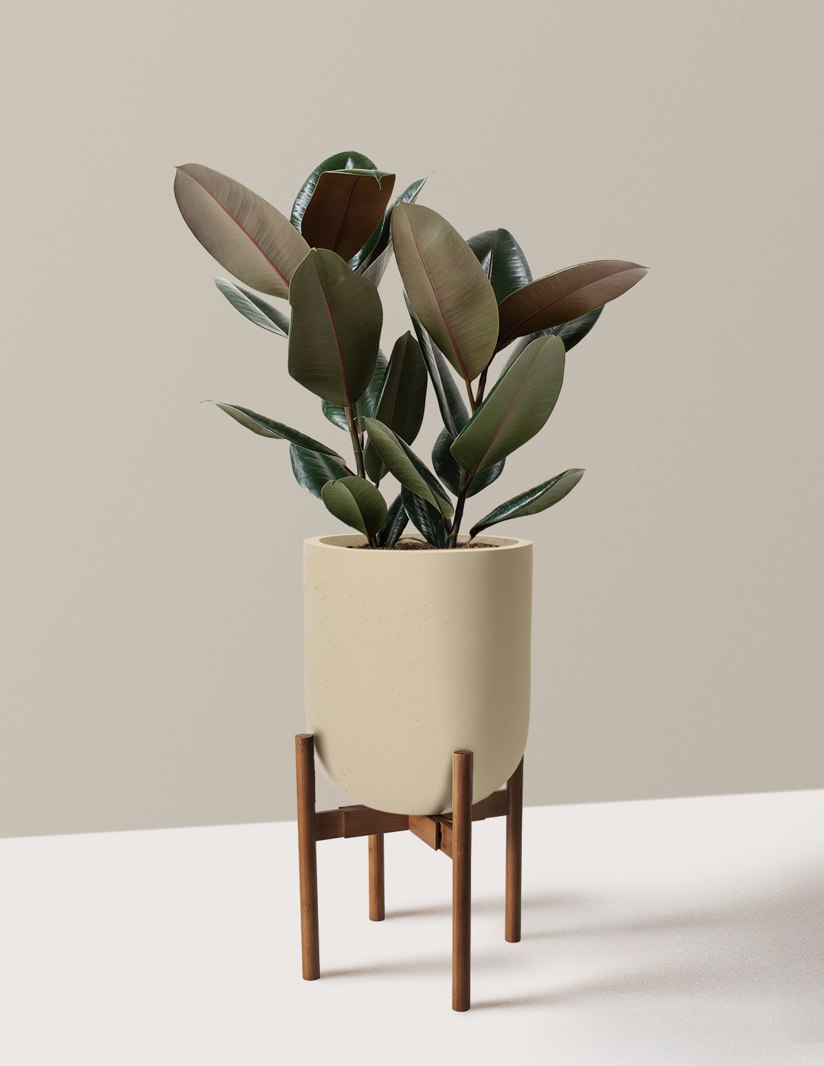 Ficus Burgundy Rubber Plant