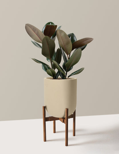 Ficus Burgundy Rubber Plant