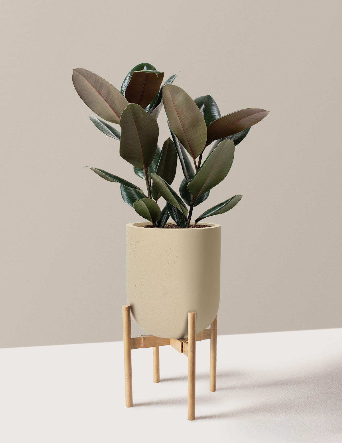 Ficus Burgundy Rubber Plant