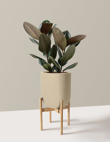 Ficus Burgundy Rubber Plant