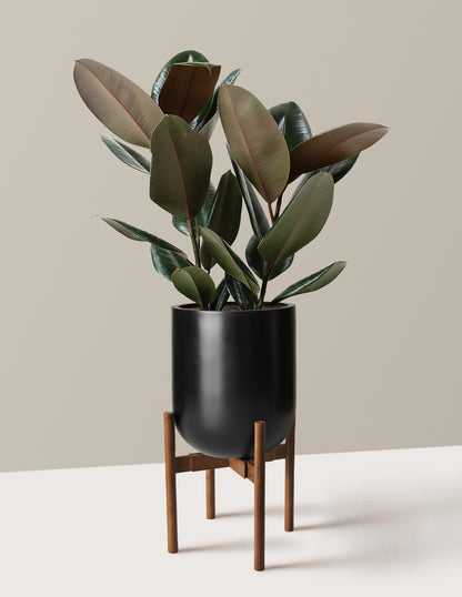 Ficus Burgundy Rubber Plant