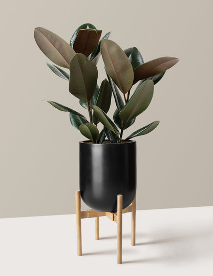 Ficus Burgundy Rubber Plant