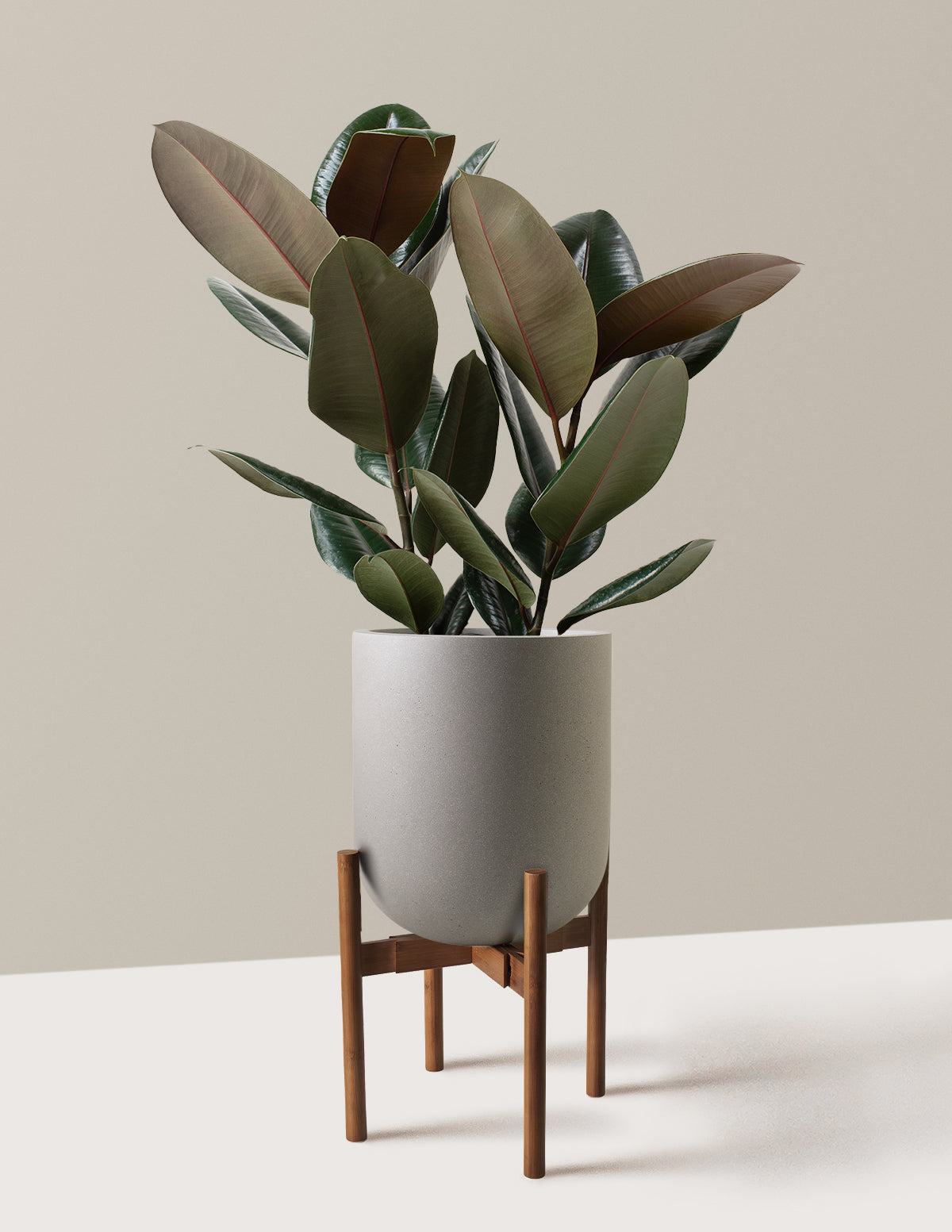 Ficus Burgundy Rubber Plant