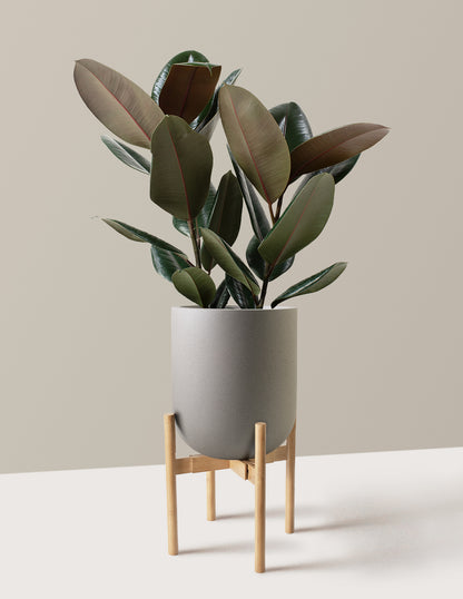 Ficus Burgundy Rubber Plant